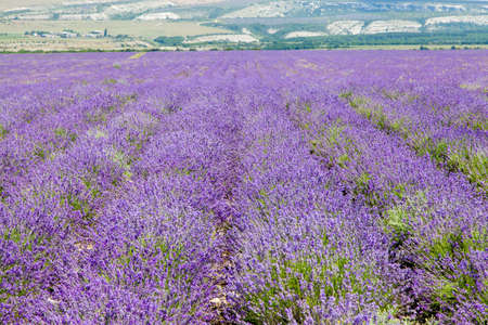 Field of blooming lavenderの写真素材