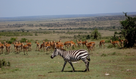 Kenya safari zebraの写真素材