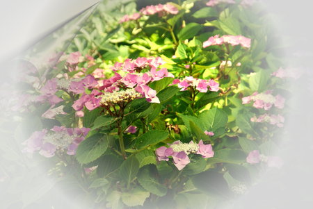 flower greetings postcard flower backgroundの写真素材