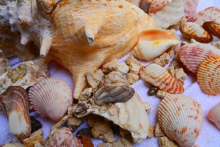 beach time sea shell