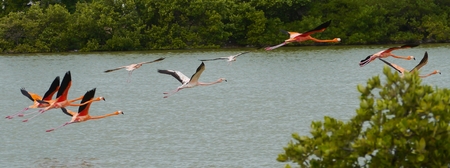 red Flamingos on the ocean and seeの写真素材