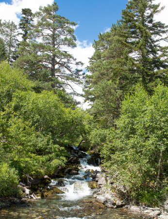 Stream between trees and green leafs in forest in Plitviceの写真素材