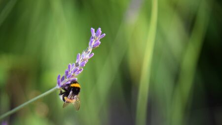 Bumblebee on a flower