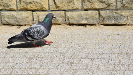 pigeon in the cityのeditorial素材