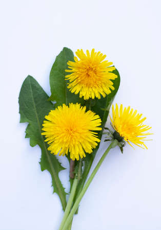 Yellow dandelions on white background.の写真素材