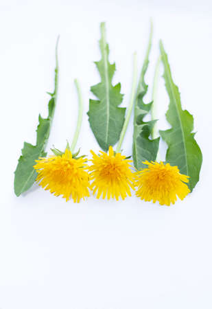 Yellow dandelions on white background.の写真素材