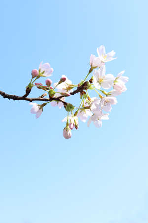 Background of spring cherry blossoms tree.の写真素材
