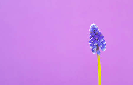 Blue Muscari spring flower.の写真素材