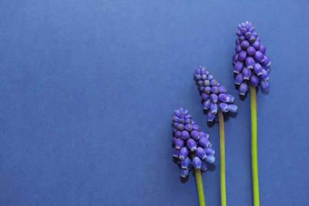 Blue Muscari spring flower.の写真素材