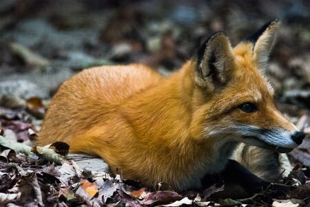 Fox sitting in the wild waiting for food to come by