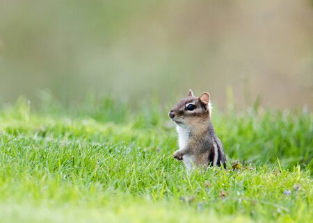 Chipmunk standing in the grassの写真素材