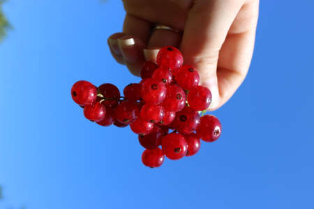 Red currant berries の写真素材