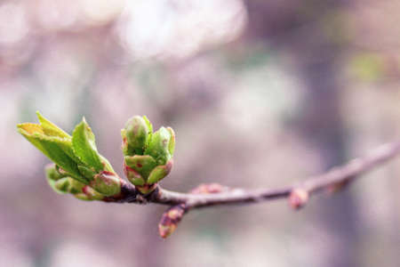 First green spring leaves on a twig in park, shallow depth of field. Pink background. Walpapers.の写真素材