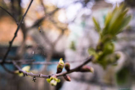Spider with web on green tree branches. selective focus. blur. macroの写真素材