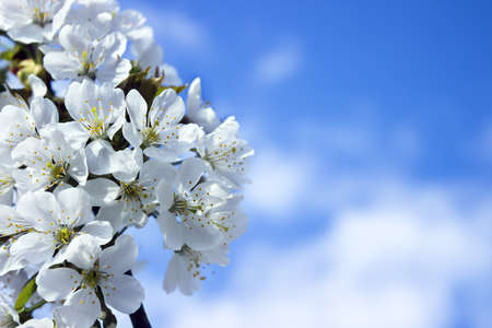 Spring white blossom of cherry tree against blue sky