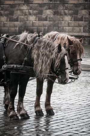 Retro, couple of horses on the stone street, Dresden, Germanyの写真素材