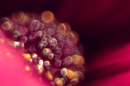 Flower and its lit interior macroの写真素材