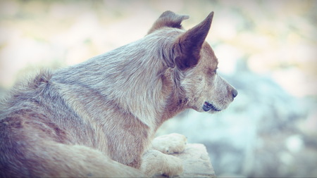 AUSTRALIAN CATTLE DOGの写真素材