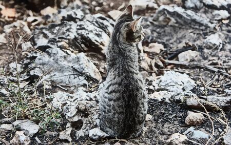 African wildcat descendentの写真素材