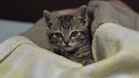 Kitten