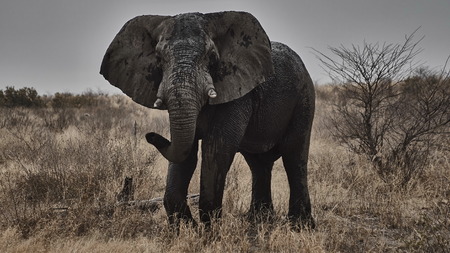 Elephantの写真素材