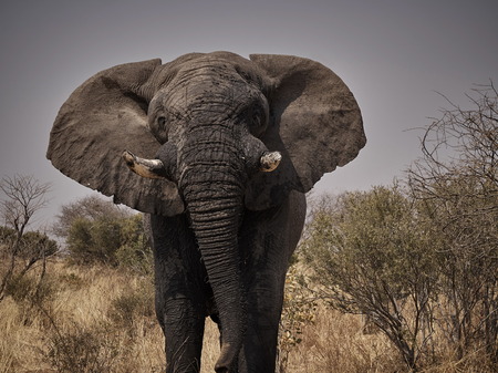 Elephantの写真素材