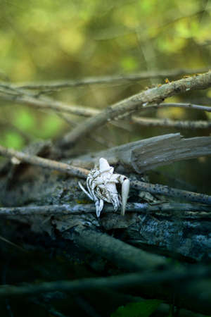 Crab fossil on the tree