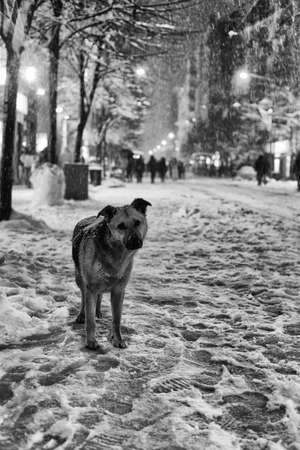 Dog looking at camera in snowの写真素材