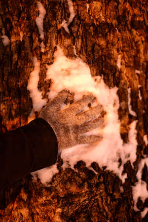 Hands with hand on treeの写真素材