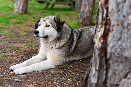 Blue eyed husky laying in the forestの写真素材