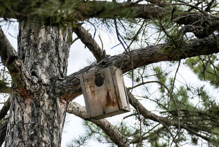 Bird nest on the treeの写真素材