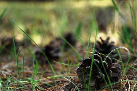 Pine cone close up in the forestの写真素材
