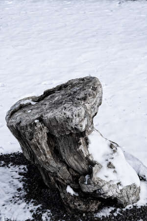 Tree fossil on snowの写真素材