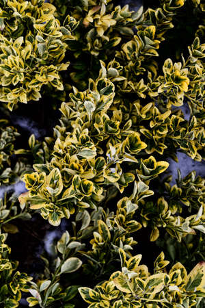 Bush leaves on snow close upの写真素材