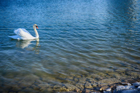 Swan swimming in the lakeの写真素材