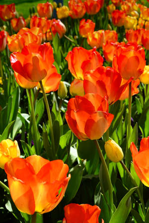 Bunch of tulips close upの写真素材