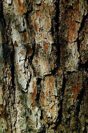 Old wood plank timber crustの写真素材