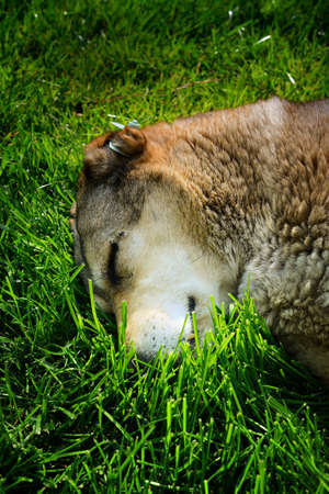 Dog sleeping on the grass close upの写真素材