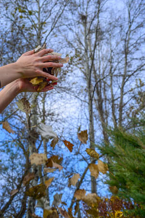 Autumn leaves fall inside on the handの写真素材