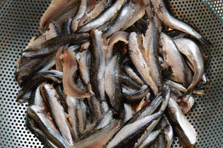 Raw hamsi fishの写真素材