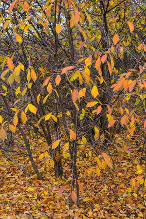 Yellow autumn leaves backgroundの写真素材
