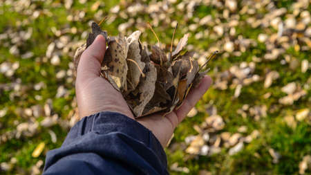 Autumn leaves fall inside on the handの写真素材