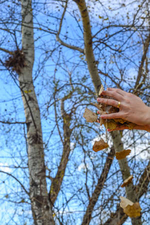 Autumn leaves fall inside on the handの写真素材