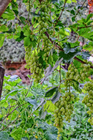 Green vineyard close up viewの写真素材