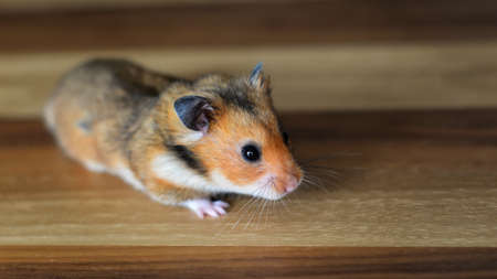 Hamster close up viewの写真素材