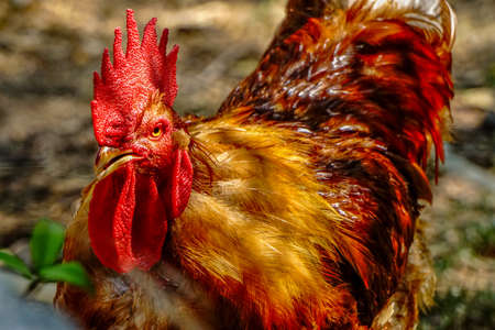 Famous Denizli Rooster Cock close up viewの写真素材