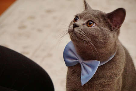 British shorthair cat with gray fur and amber eyesの写真素材
