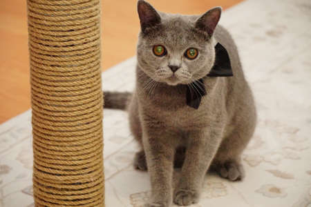 British shorthair cat with gray fur and amber eyesの写真素材