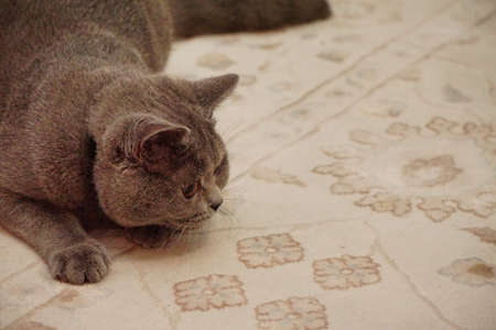 British shorthair catの写真素材