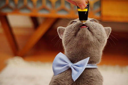 British shorthair catの写真素材